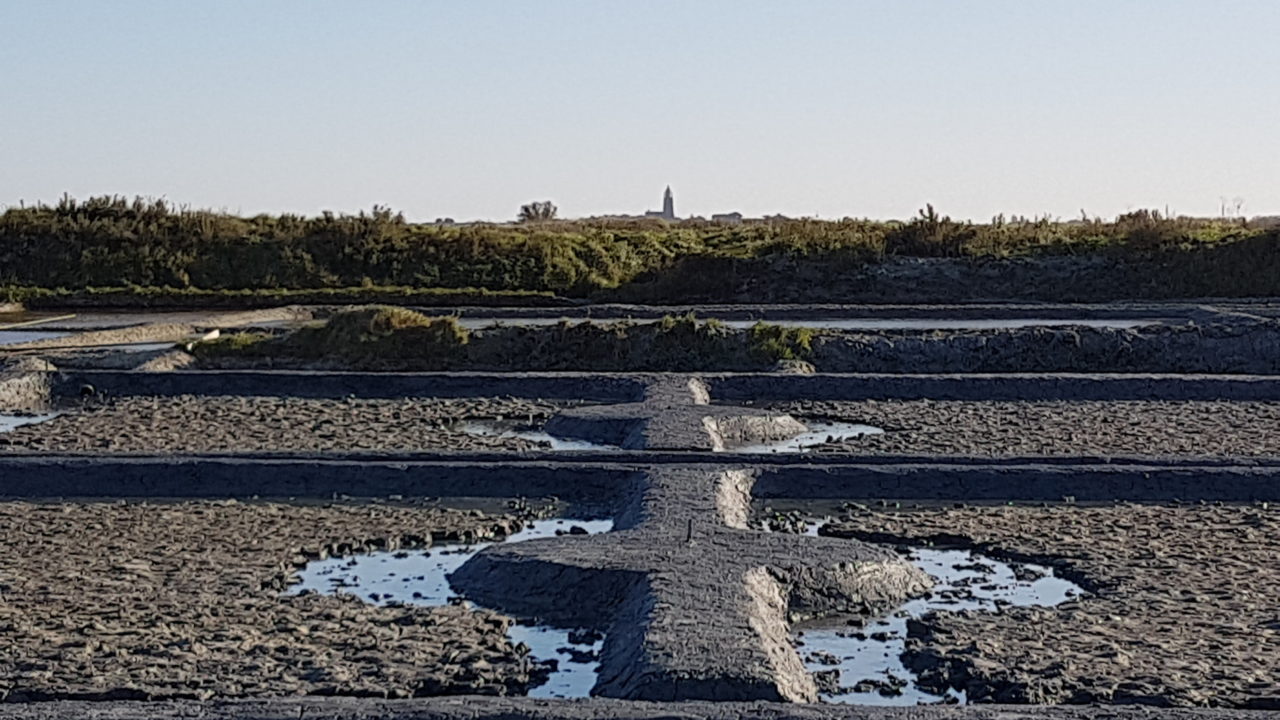 sel de guérande: oeillets tout neufs