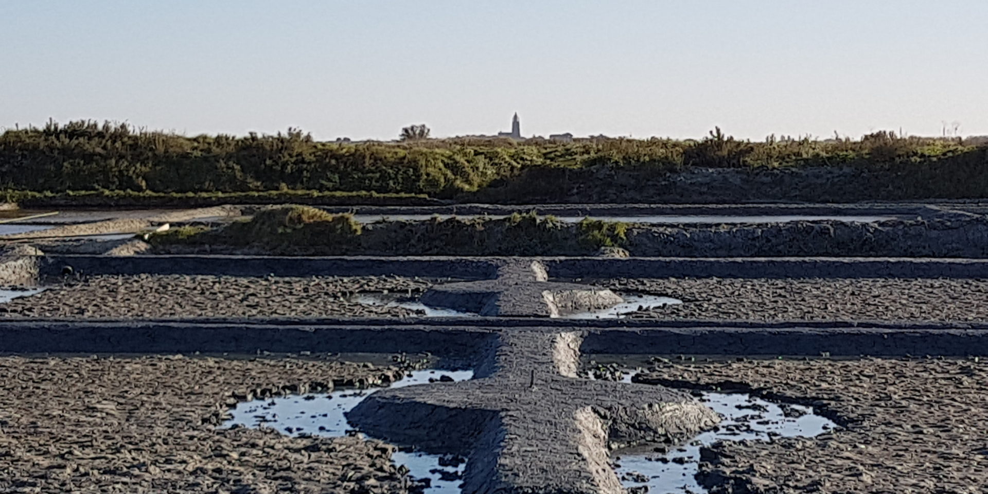 sel de guérande: oeillets tout neufs