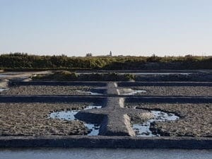 sel de guérande: oeillets tout neufs